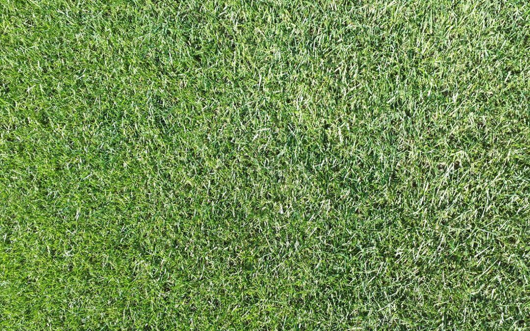 Semillas Fitó reafirma su apuesta por la variedad de raygrass anual Thunder para resiembras invernales