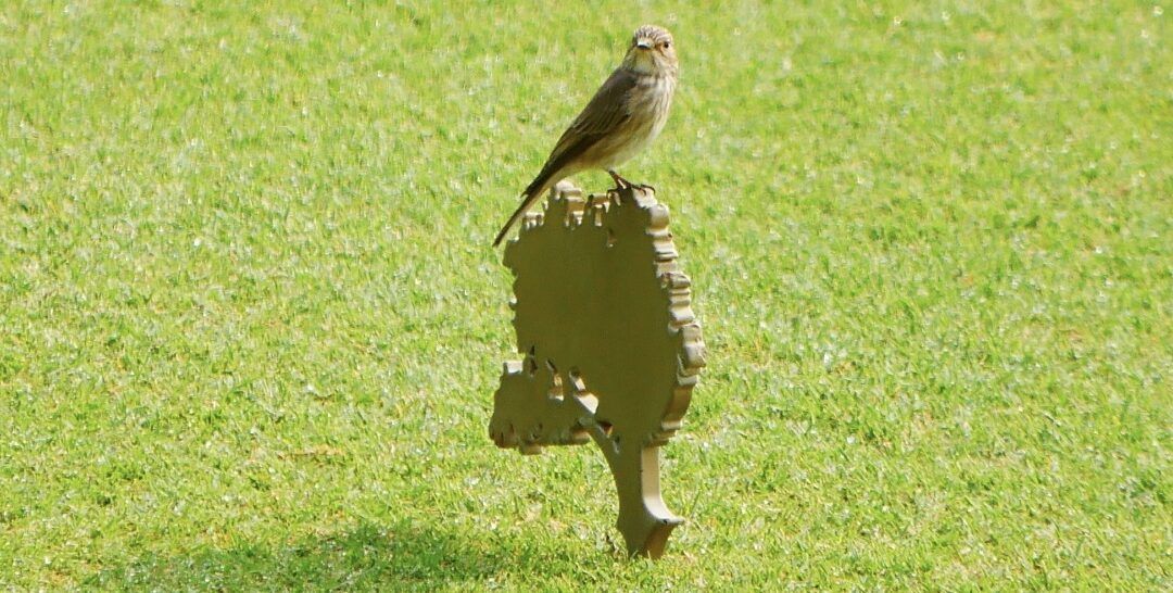Finca Cortesin presenta los resultados de su estudio Golf & Birds identificando los ornitólogos sesenta y cinco especies de aves en su recorrido