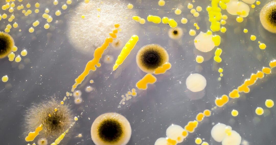 BiogreenTA apuesta por los biofertilizantes microbianos para revolucionar el cuidado del césped deportivo