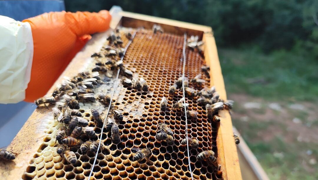 El Club de Golf Alcanada celebra el Día Mundial de las Abejas recordando cinco años de apicultura en sus terrenos