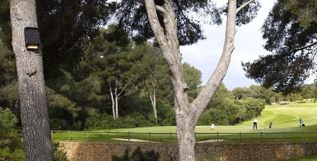 El Club de Golf Alcanada inicia un pionero proyecto de estudio de la población de murciélagos presentes en su campo