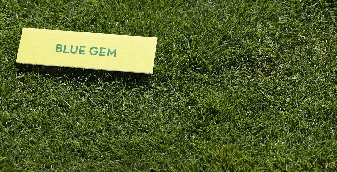 Semillas Fitó estará presente en el próximo congreso anual de la Asociación Española de Greenkeepers presentando novedades en variedades C3 y C4