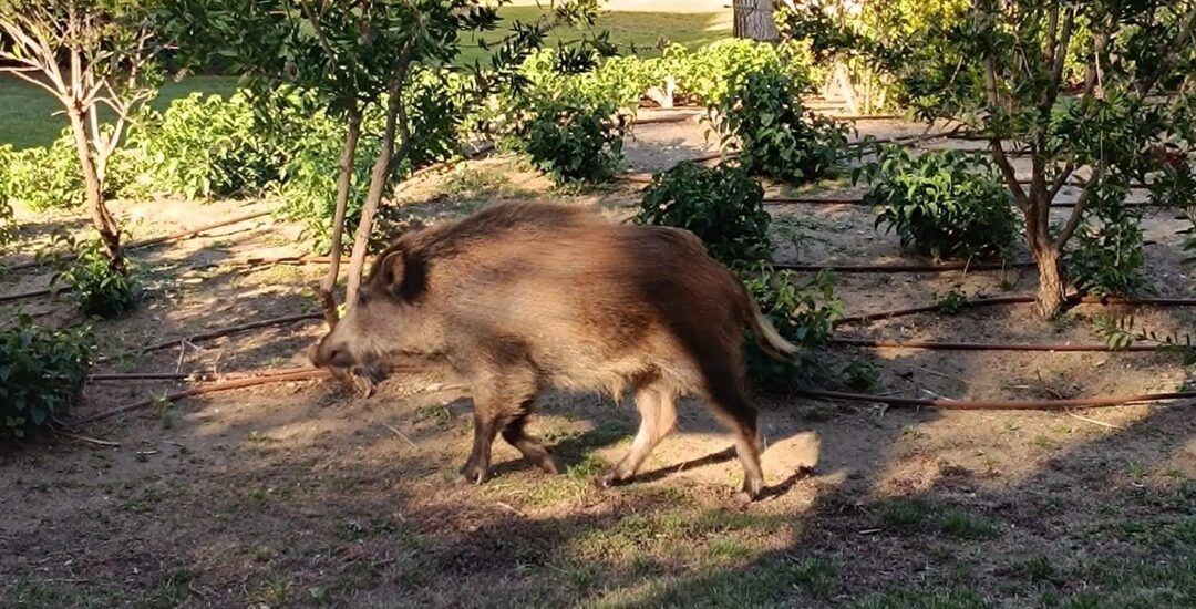 Vecinos de varias urbanizaciones alertan de la frecuente presencia de jabalíes en los alrededores del Club de Golf Bonmont