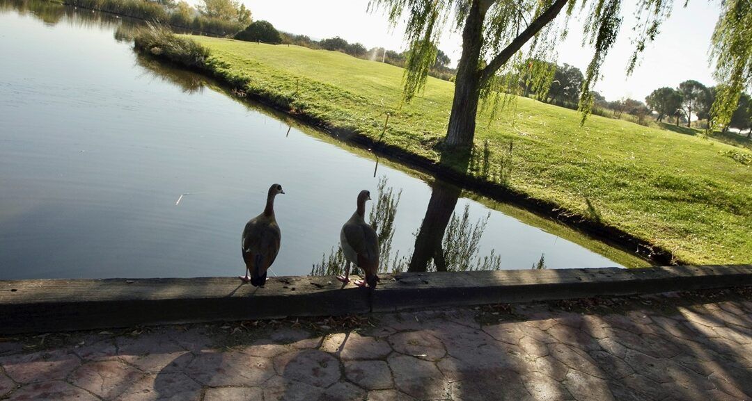 El censo de aves anátidas en la Comunidad de Madrid pone de manifiesto la importancia de los campos de golf para su supervivencia
