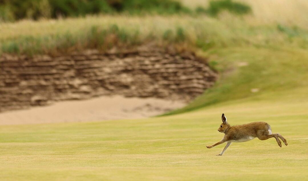 El webcast Golf & Nature Live organizado por The R&A animará a la industria del golf a proteger el patrimonio natural de sus campos