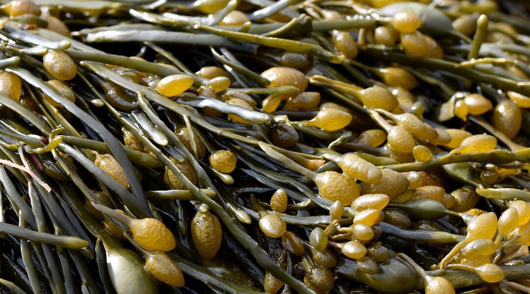 ‘Bioestimulación de élite con GAIA SEA-X: revolución del extracto de algas Ascophyllum nodosum’ (Tiloom)